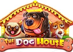 dog house casino game